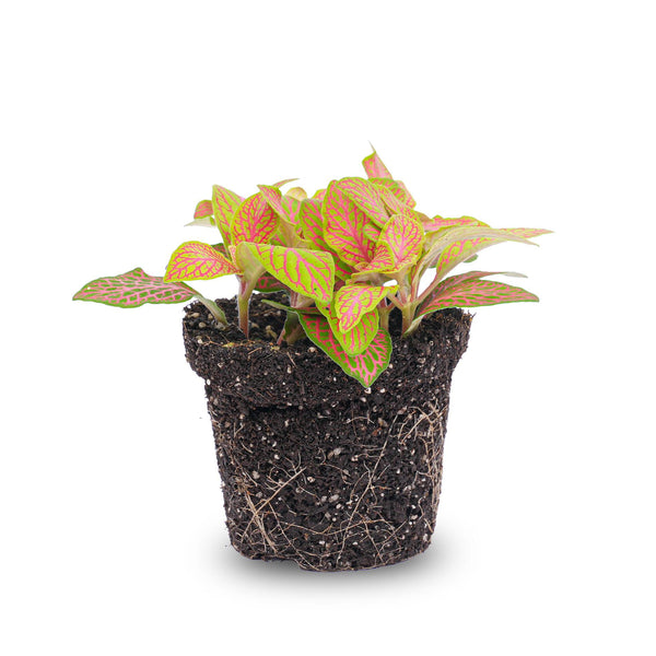 Mosaikpflanze ‚Ruby Lime' – Fittonia albivenis