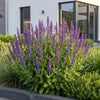 Steppensalbei ‚Sensation Deep Blue' – Salvia nemorosa – Ansicht 6