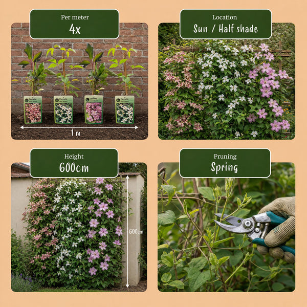 Bergwaldrebe Tricolour – Clematis montana – Ansicht 7