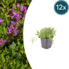 Sand-Thymian – Thymus serpyllum