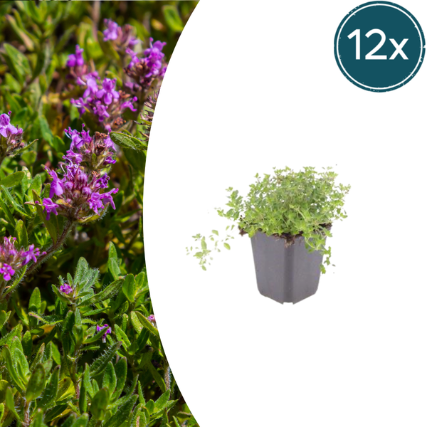 Sand-Thymian – Thymus serpyllum