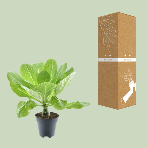 Hawaii-Palme – Brighamia insignis – Ansicht 5