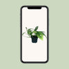 Efeutute ‚Cebu Blue' – Epipremnum pinnatum – Ansicht 4