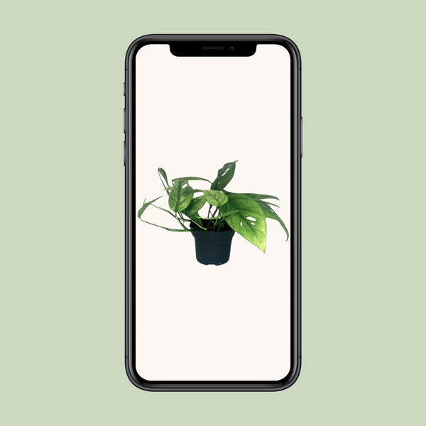 Efeutute ‚Cebu Blue' – Epipremnum pinnatum – Ansicht 4