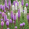 Prachtscharte Duo-Mix – Liatris spicata – Ansicht 5