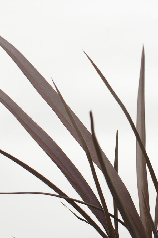 Neuseeländer Flachs ‚Rubra Nana' – Phormium – Ansicht 3