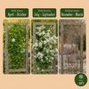 Gewöhnliche Waldrebe – Clematis vitalba – Ansicht 4