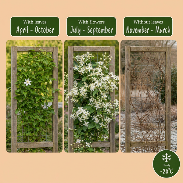 Gewöhnliche Waldrebe – Clematis vitalba – Ansicht 4