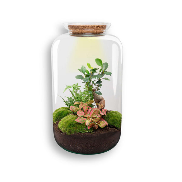 Flaschengarten-Set „Sven XL" – DIY-Terrarium mit Bonsai und Beleuchtung