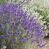Lavendel ‚Hidcote' – Lavandula angustifolia – Ansicht 7