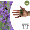 Lavendel ‚Munstead' – Lavandula angustifolia – Standardgröße, 6 Stück