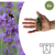 Lavendel ‚Munstead' – Lavandula angustifolia – Standardgröße, 6 Stück