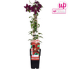 Waldrebe ‚Niobe' – Clematis – Ansicht 2