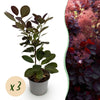 Perückenstrauch ‚Royal Purple' – Cotinus coggygria