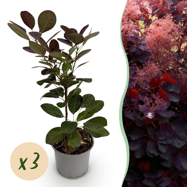 Perückenstrauch ‚Royal Purple' – Cotinus coggygria