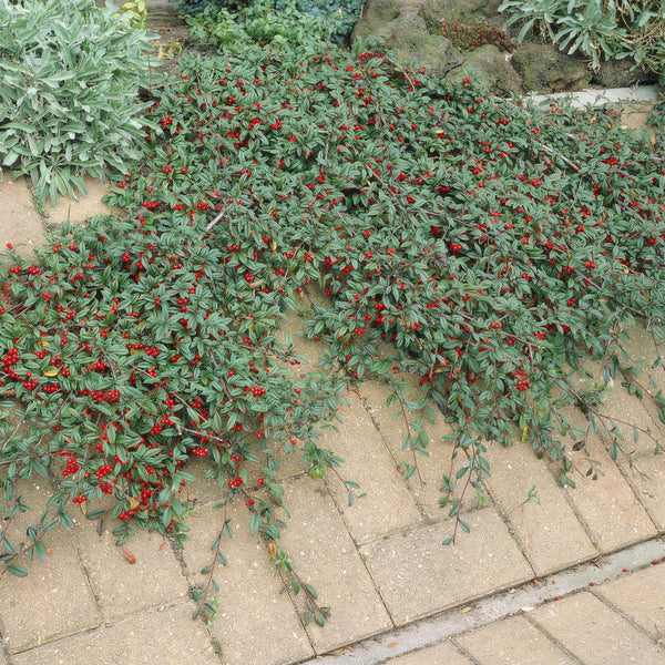 Kriechmispel – Cotoneaster dammeri – Ansicht 7