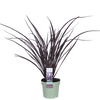 Neuseeländer Flachs ‚Rubra Nana' – Phormium – Ø 14 cm · 50 cm
