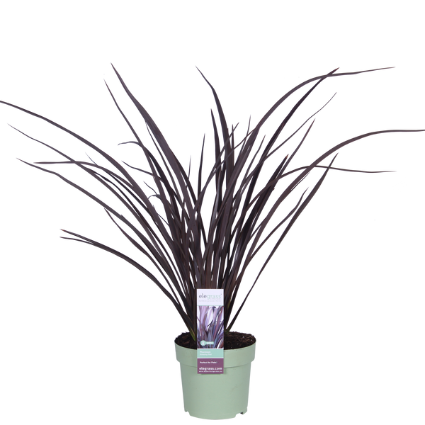 Neuseeländer Flachs ‚Rubra Nana' – Phormium – Ø 14 cm · 50 cm