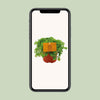Kanonierblume – Pilea depressa – Ansicht 6