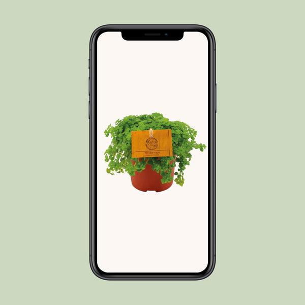 Kanonierblume – Pilea depressa – Ansicht 6