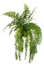 Schwertfarn ‚Macho' – Nephrolepis biserrata