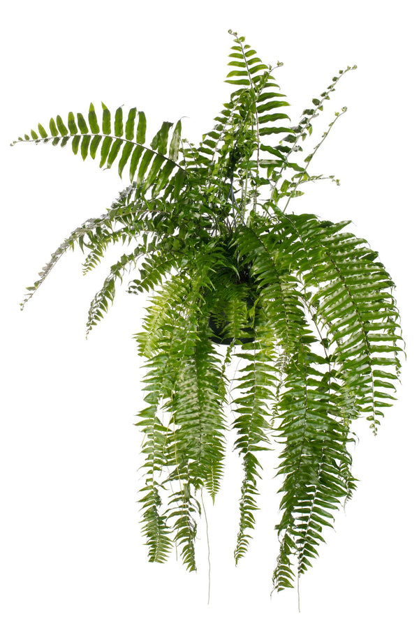 Schwertfarn ‚Macho' – Nephrolepis biserrata