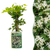 Gewöhnliche Waldrebe – Clematis vitalba – 1 Stück