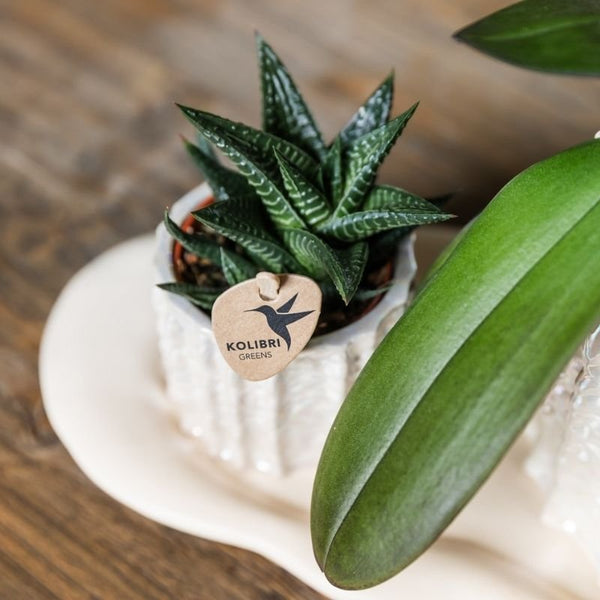 Haworthia limifolia – Ansicht 2
