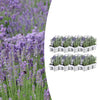 Lavendel – Lavandula angustifolia