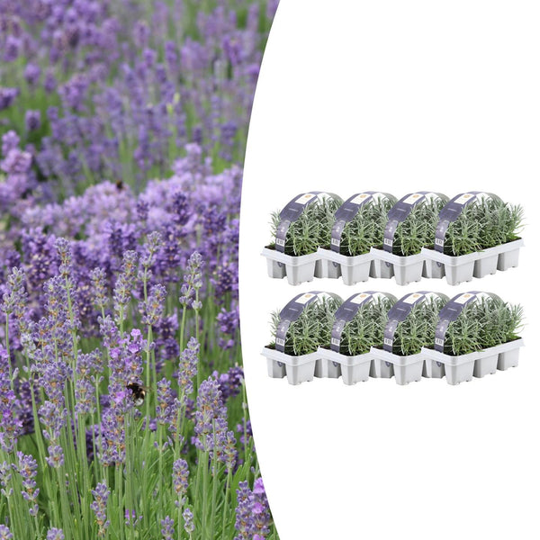 Lavendel – Lavandula angustifolia