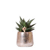 Haworthia limifolia