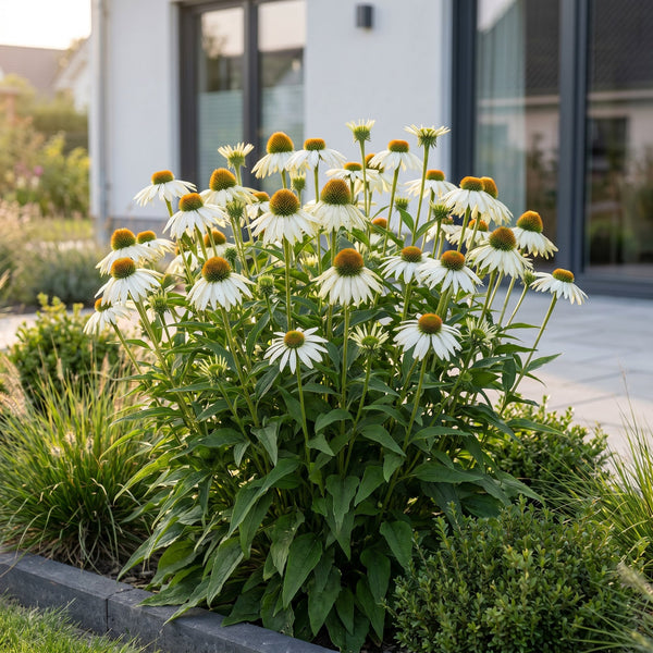 Purpur-Sonnenhut ‚Alba' – Echinacea purpurea – Ansicht 6