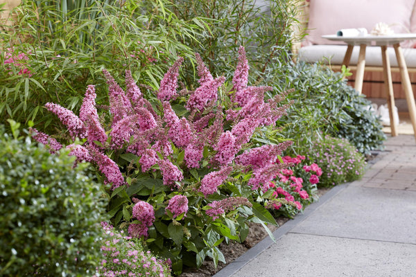 Schmetterlingsflieder ‚Butterfly Candy Little Pink' – Buddleja davidii – Ansicht 5