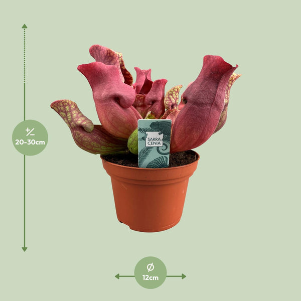Schlauchpflanze ‚Maroon' – Sarracenia – Ansicht 2