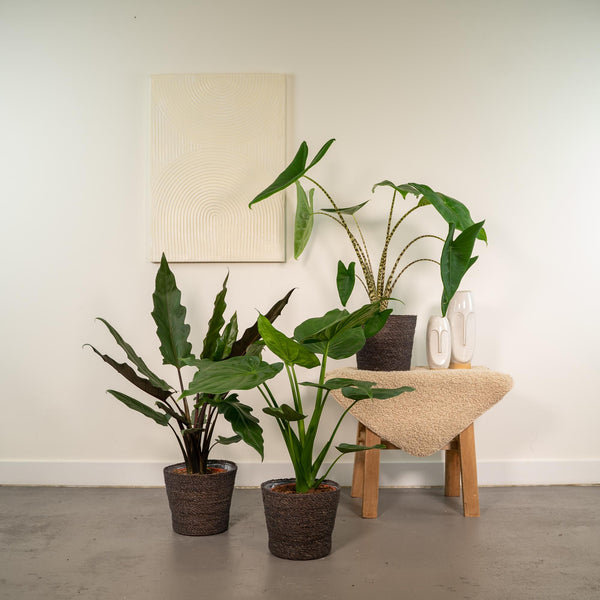 Alocasia-Set „Trio" – Alocasia zebrina, cucullata und lauterbachiana – Ansicht 2