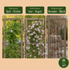 Rosa Jasmin – Jasminum × stephanense – Ansicht 4