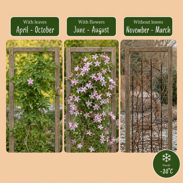 Rosa Jasmin – Jasminum × stephanense – Ansicht 4