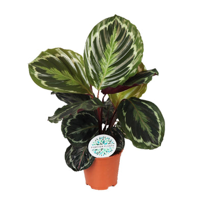 Calathea roseopicta ‚Medallion'