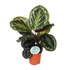 Calathea roseopicta ‚Medallion'