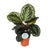 Calathea roseopicta ‚Medallion'