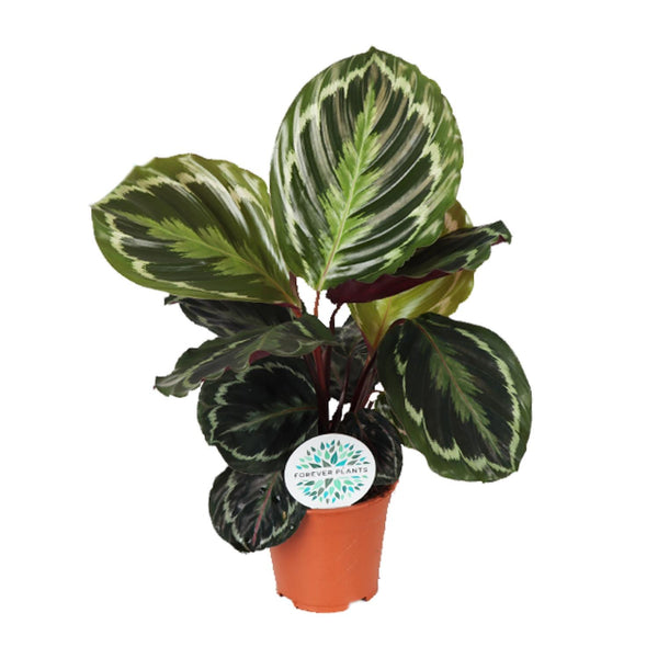Calathea roseopicta ‚Medallion'