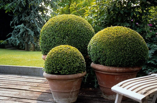 Buchsbaum – Buxus sempervirens – Ansicht 2