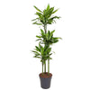 Drachenbaum ‚Golden Coast' – Dracaena fragrans – Ø 24 cm · 150 cm
