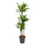Drachenbaum ‚Golden Coast' – Dracaena fragrans – Ø 24 cm · 150 cm