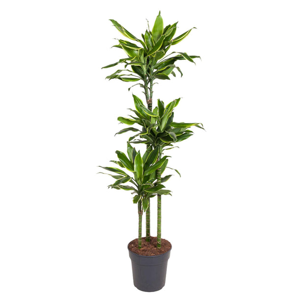 Drachenbaum ‚Golden Coast' – Dracaena fragrans – Ø 24 cm · 150 cm
