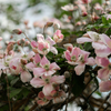 Waldrebe ‚Hagley Hybrid' – Clematis – Ansicht 3