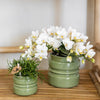 Schmetterlingsorchidee ‚Nazaré' – Phalaenopsis – Ansicht 4