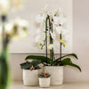 Schmetterlingsorchidee ‚Niagara Fall White' – Phalaenopsis – Ansicht 8