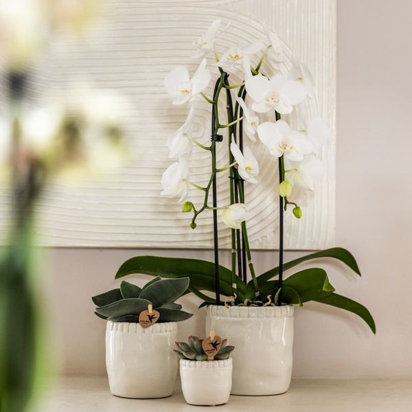 Schmetterlingsorchidee ‚Niagara Fall White' – Phalaenopsis – Ansicht 8
