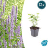 Duftnessel ‚Blue Fortune' – Agastache